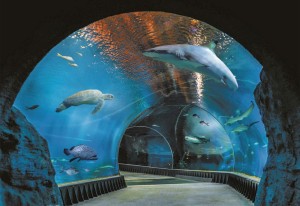 zoo-afrikarium-vratislav-wroclaw-jednodenni-zajezd-tunel-15.jpg