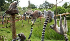 zsl-whipsnade-zoo-s-troop-of-ring-tailed-lemurs-investigate-a-bamboo-stick--balance-beam--for-treats--c-zsl.jpg